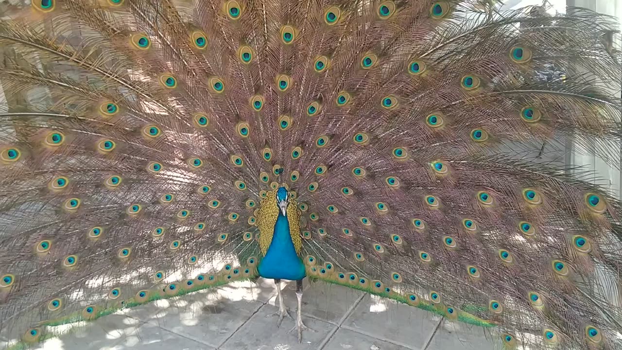 beautiful peacock