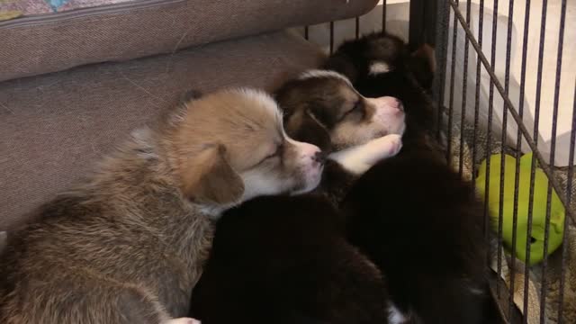 puppy corgi sleeping toy