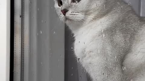 Caring cat
