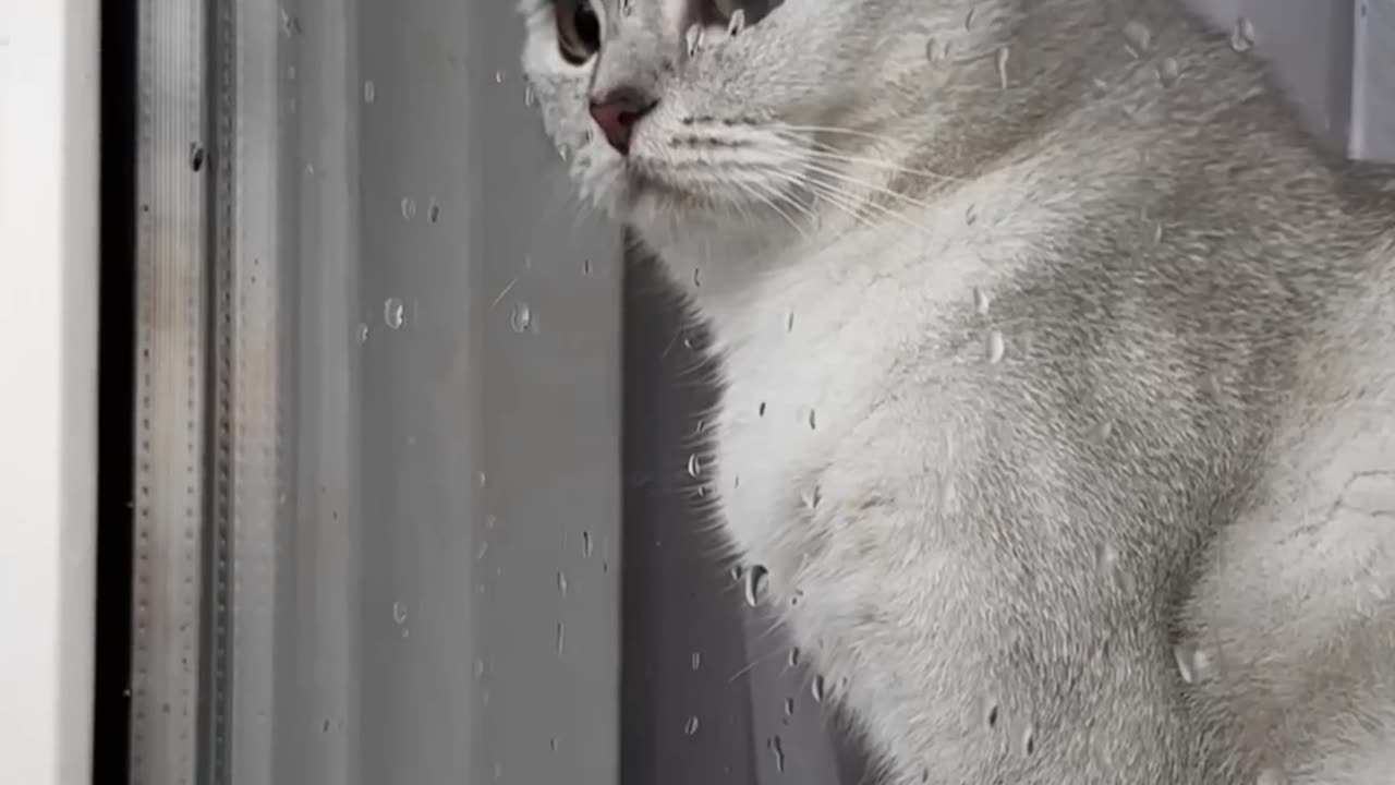 Caring cat