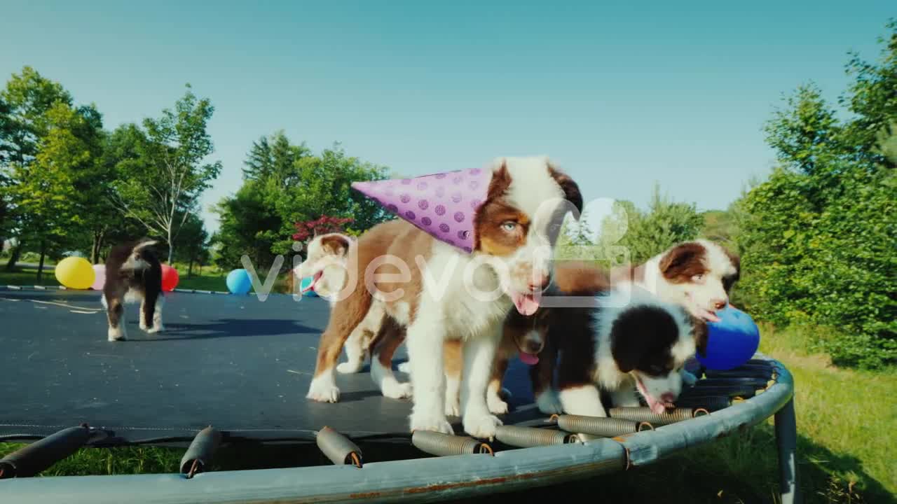 Birthday Puppy With Friends At A Pet Party Funny