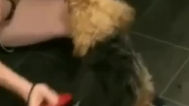 Funny Dog video and dog kids