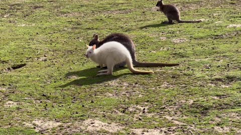 Group of Wild Kangaroos