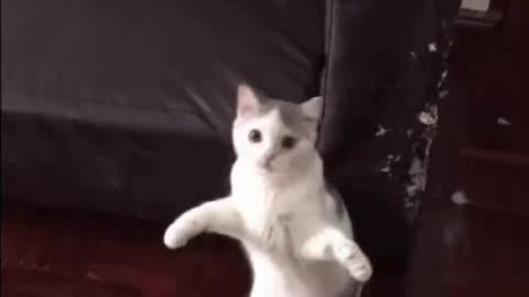 Cute Cat Gif