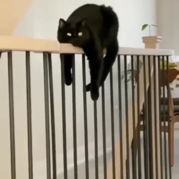 Funny animals 2023😆 - Funniest Cats and Dogs Video🐕🐈.