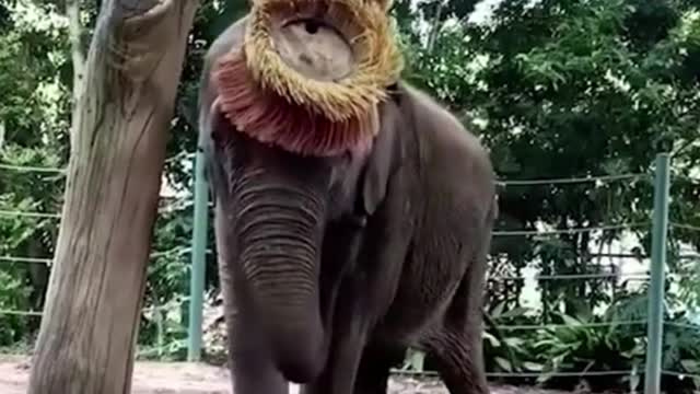 Is this thing for tickling elephants?