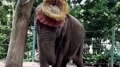 Is this thing for tickling elephants?