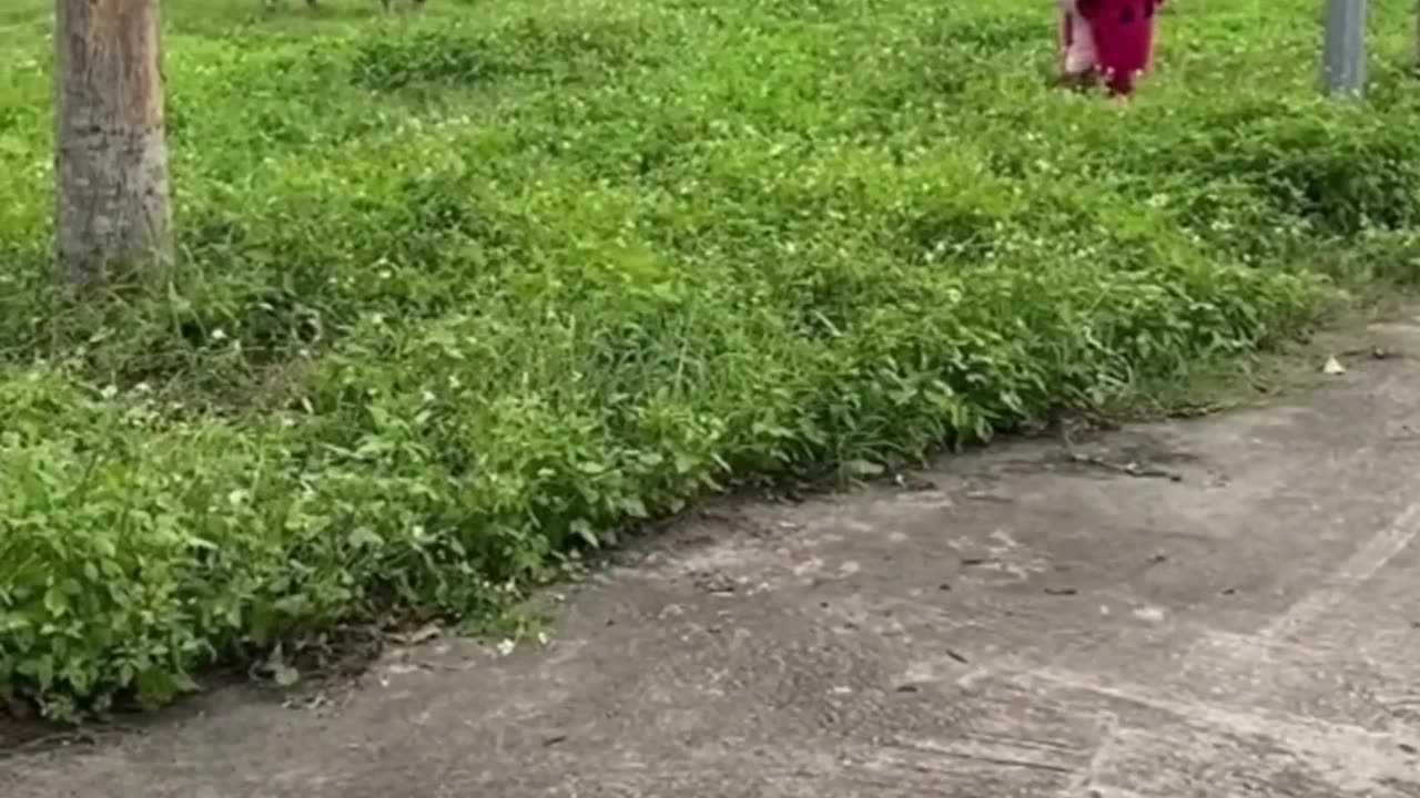 MOST FUNNY VIDEOS