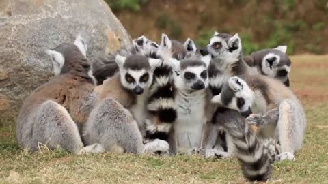 A ring-tailed lemur