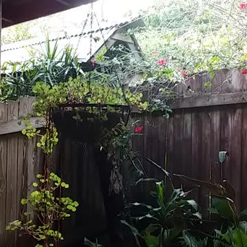 29.11.2024 Out of Control Kuranda