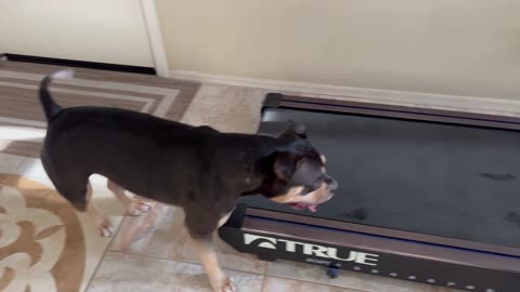 Our dog Arlo reacting to a new treadmill in the wrong place in the house