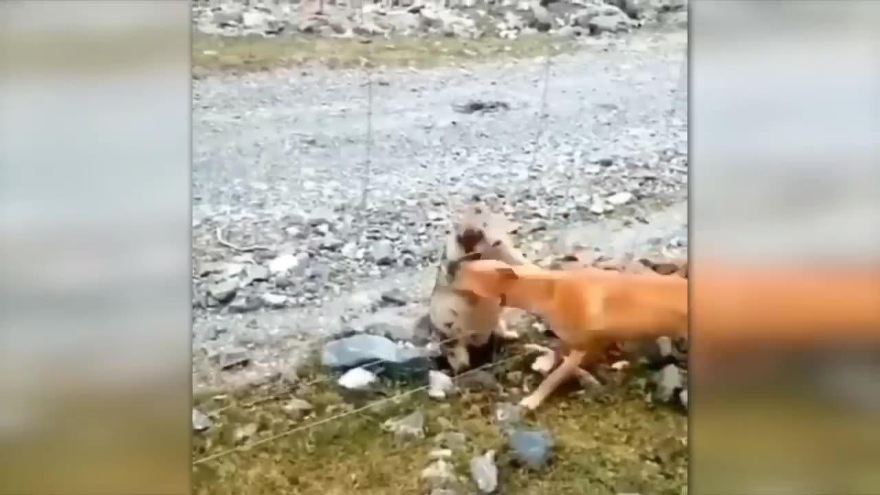 35 Times Animals Messed With The Wrong Opponent !