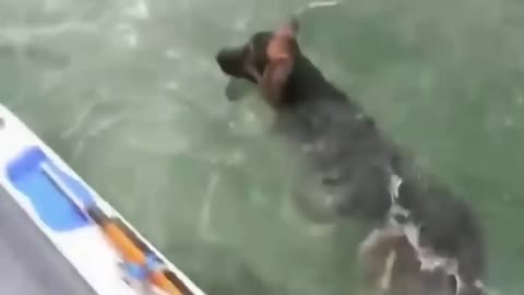 Funny Animals - Crazy Dogs Compilation #2