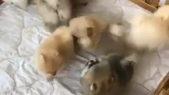 A group of puppies in a small yacht, a really amazing view