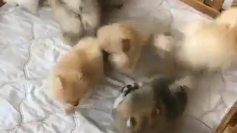 A group of puppies in a small yacht, a really amazing view