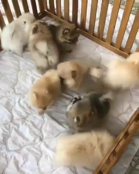 A group of puppies in a small yacht, a really amazing view