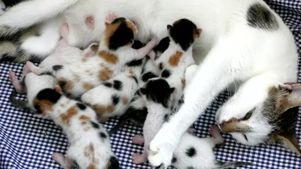 Newborn kittens feeding on mother