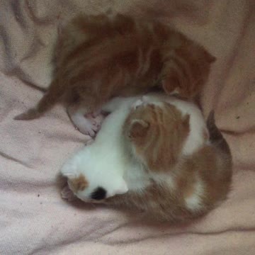 Nervous two week old kittens exploring outside their nest