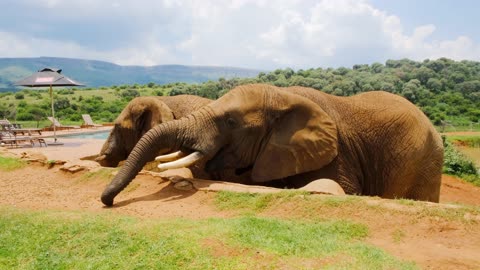 A Man Feeding The Elephants