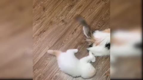 Cute and Funny Cat Videos Compilation baby cats #g