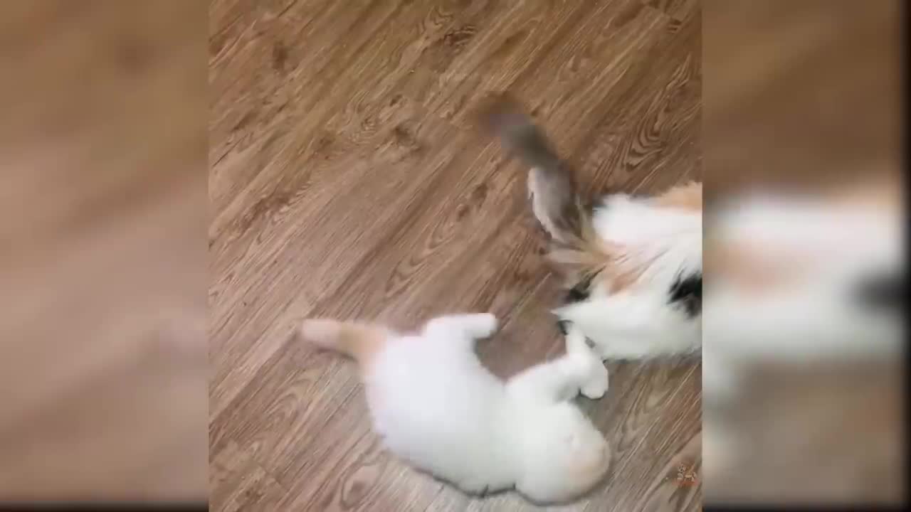 Cute and Funny Cat Videos Compilation baby cats #g