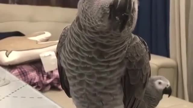 smart parrot, super nice parrot funny pet humor funny small parrot talking