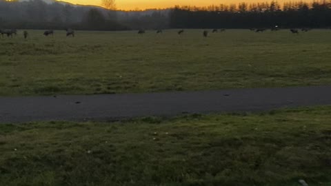 Local herd of Elk, Snoqualmie Washington