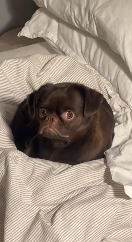 I love that eyes popping look 😍😍