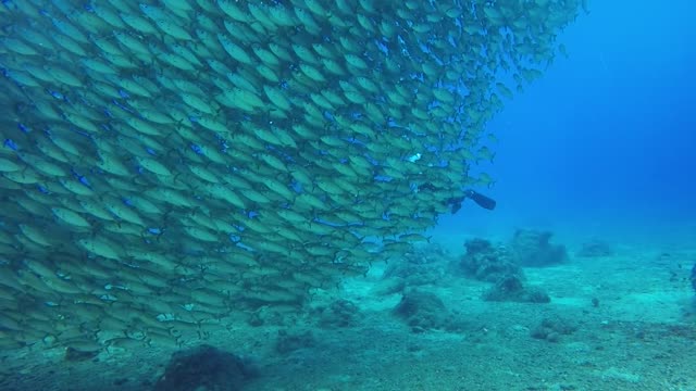 The beauty and magnificence of the views at the bottom of the sea