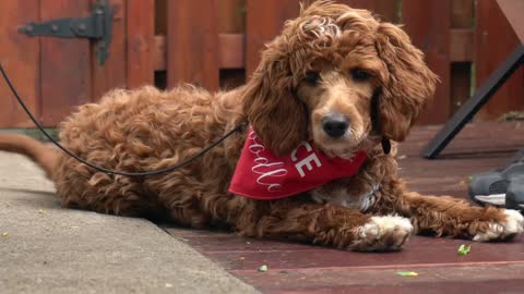 Service dog saves owner 15 times a day Wholesome video