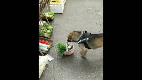 You will be amazed by this intelligent dog going to the market every day!