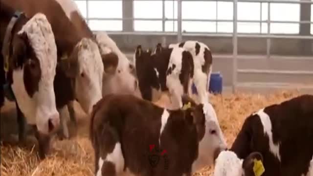 Funny Chicken & Cow Dance