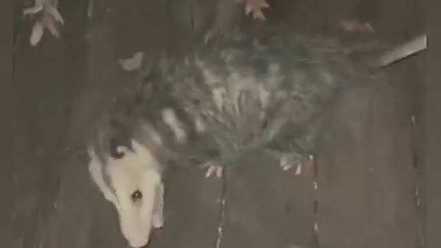 Alabama Man Befriends a Possum