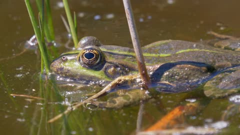 Frog - 85646