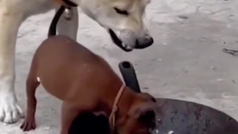 Funny dog video | Dog video
