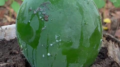 how to grow papaya