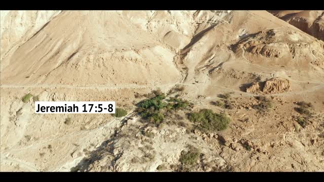 The Tree God Intends Us to Be Jeremiah 175–8 Our Daily Bread Video Devotional