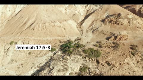 The Tree God Intends Us to Be Jeremiah 175–8 Our Daily Bread Video Devotional