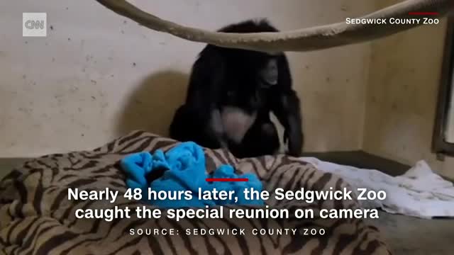 Chimpanzee cheer Video of reunion between endangered mother and baby goes viral