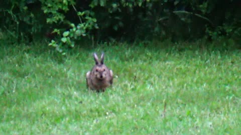 Snowshoe Hare