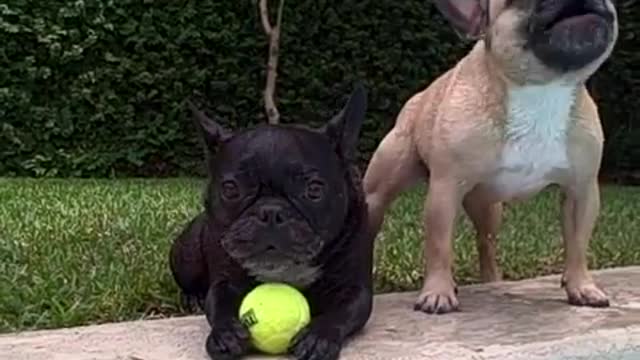 French Bulldogs playing Water Tennis