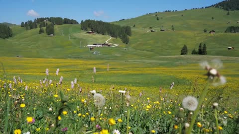 Green View and Windy Midday Meditation