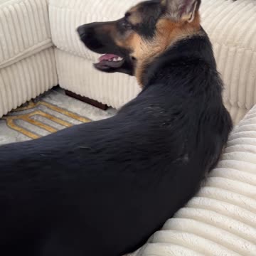 When you German Shepherd catches you in the act...