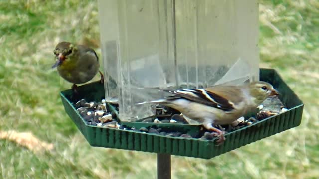 Yellow Finches