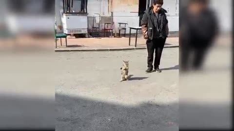 beautiful baby cat videos