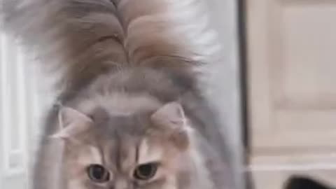 Funny cats