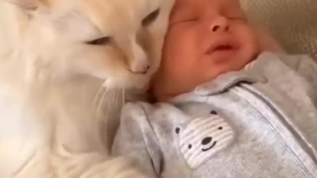 Funny Cat Protects Baby 😍😍😺|| Insane Footage