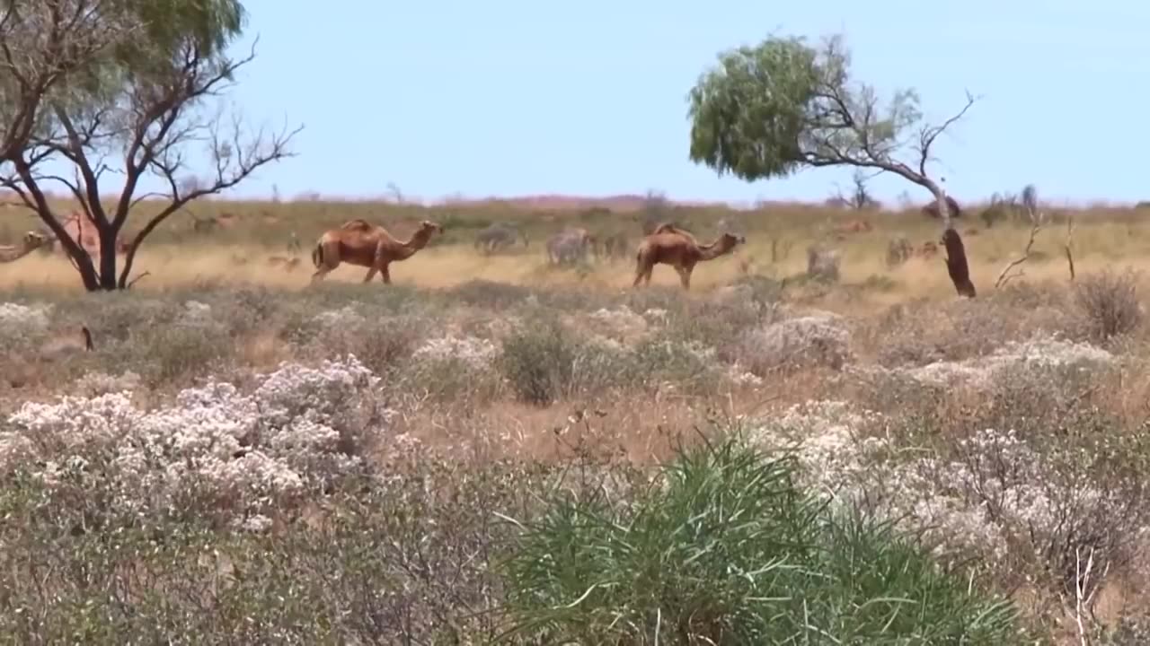 Lion Vo Camel Biggest Fight Caught On Camera| The Lions Made A Mistake By Me...