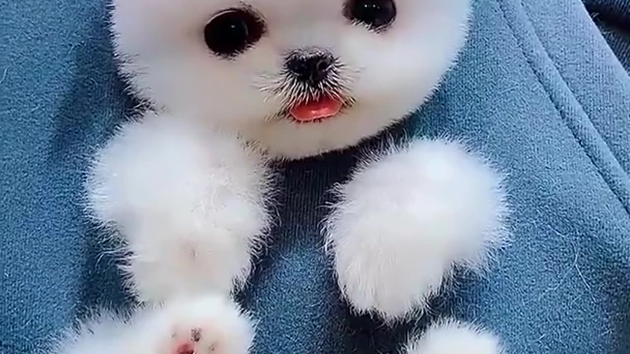 Best Funny Animal