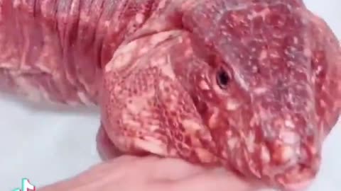 Lizard Looks Like Beef